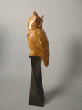 Long eared owl study