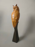 Long eared owl study