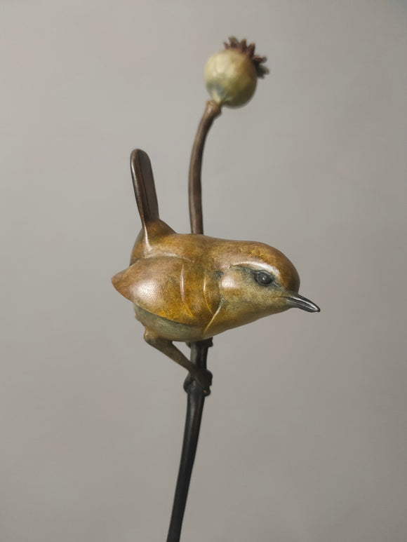 Wren on a poppy