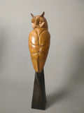 Long eared owl study