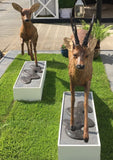 Roe Stag