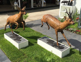 Roe Stag
