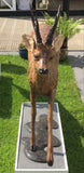 Roe Stag