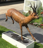 Roe Stag