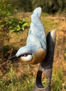 Nuthatch